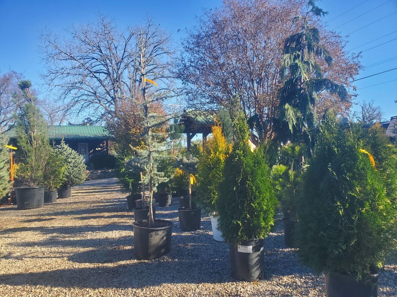 Trees, Shrubs, Perennials