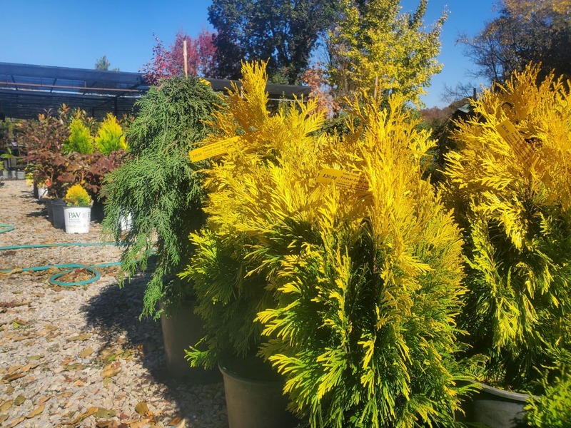 Trees, Shrubs, Perennials