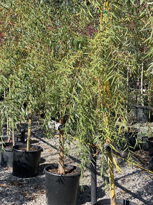 Trees, Shrubs, Perennials