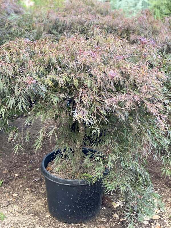 Trees, Shrubs, Perennials