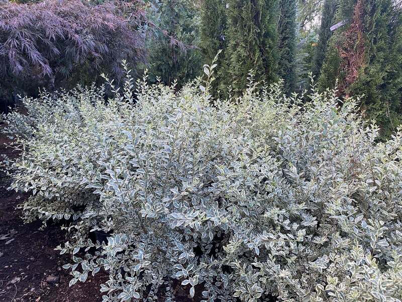 Trees, Shrubs, Perennials