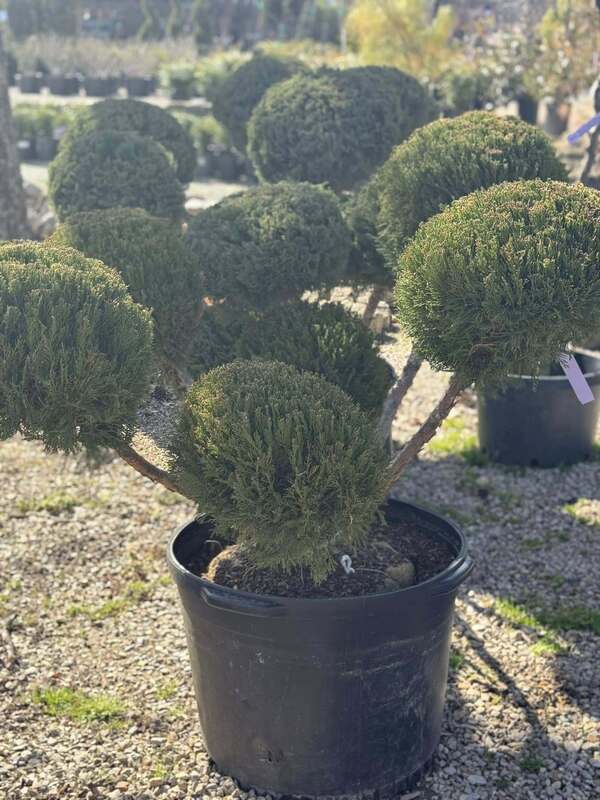 Trees, Shrubs, Perennials