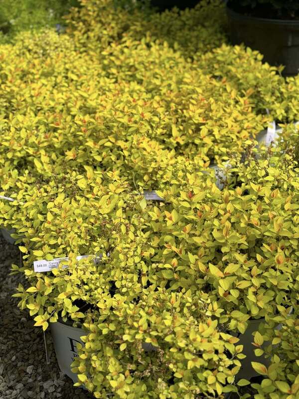 Trees, Shrubs, Perennials