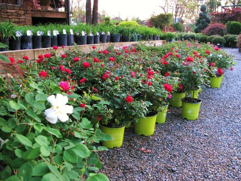 Trees, Shrubs, Perennials