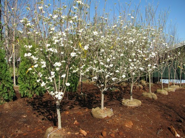 Trees, Shrubs, Perennials
