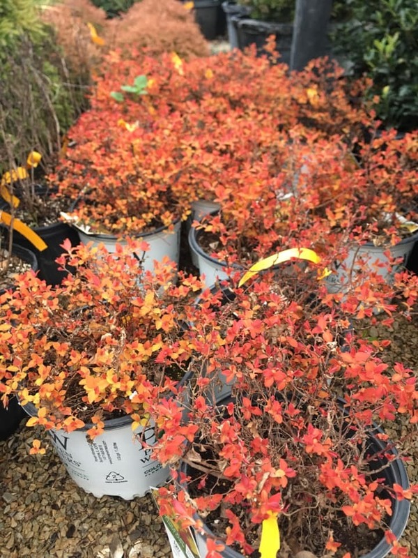 Trees, Shrubs, Perennials