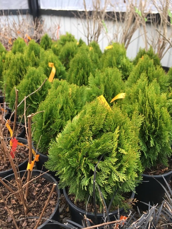 Trees, Shrubs, Perennials