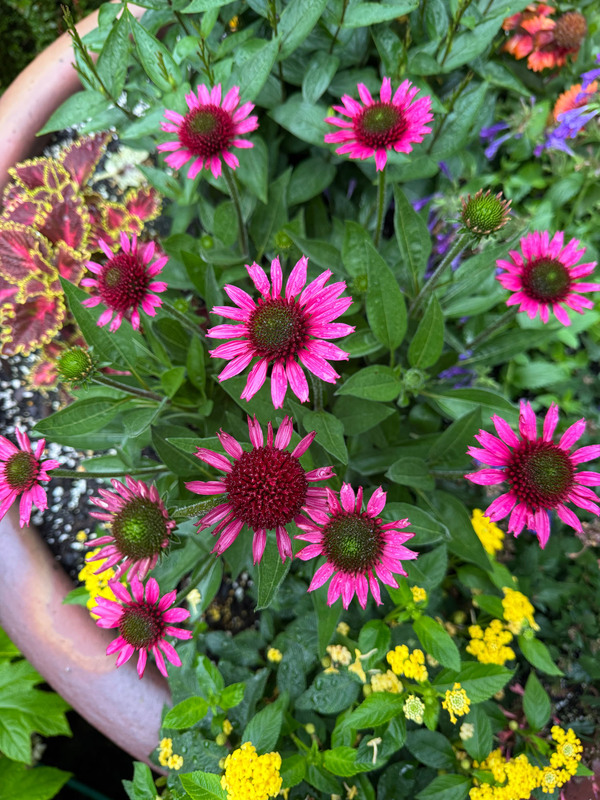 Mixed Baskets & Pots