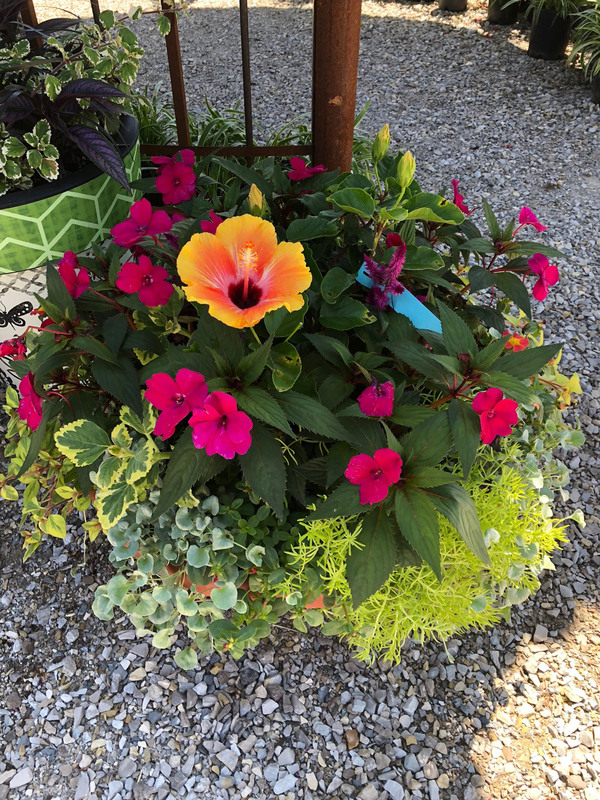 Mixed Baskets & Pots